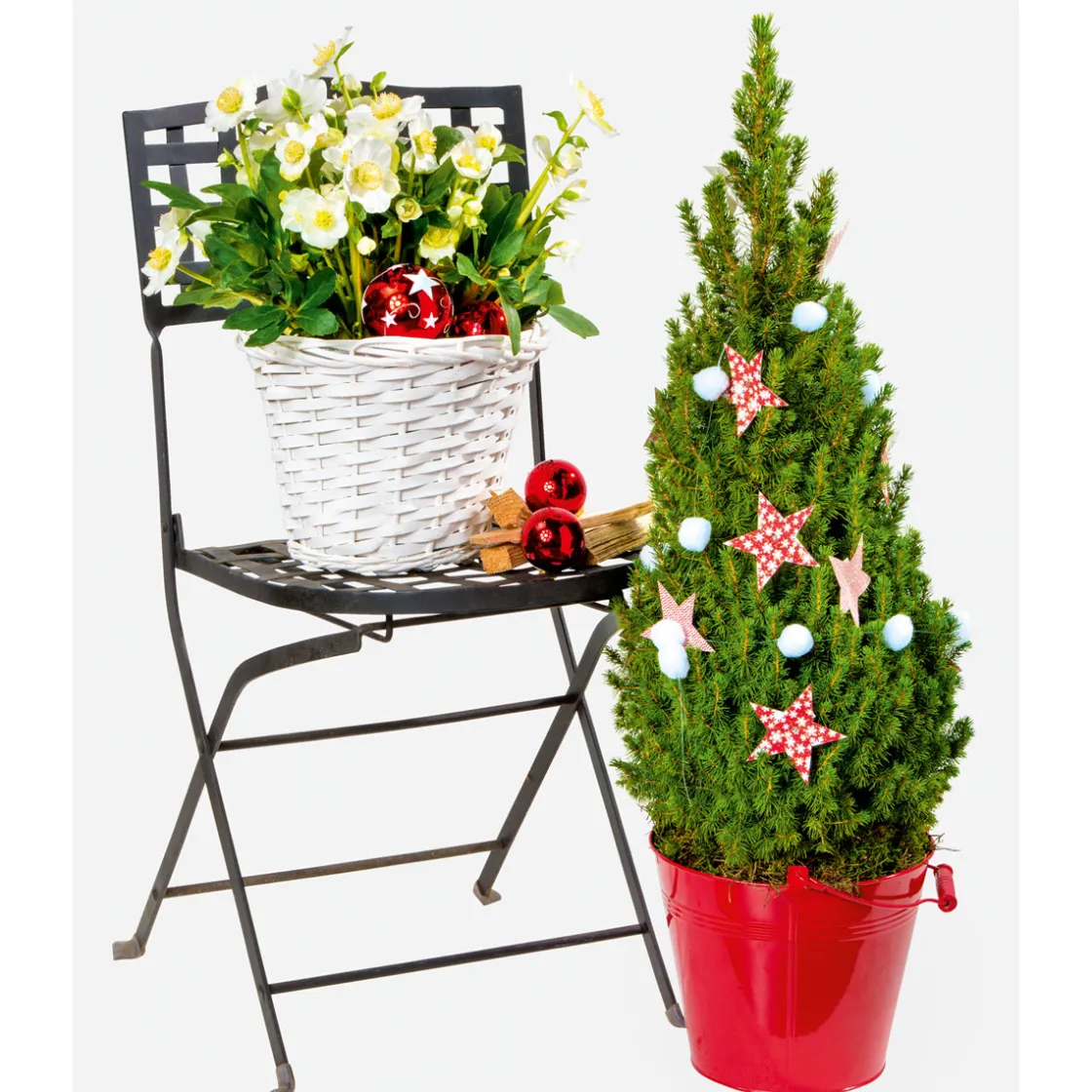 Christrose Christmas Carol Top Durchmesser 12 cm ^ Plantiflor Online