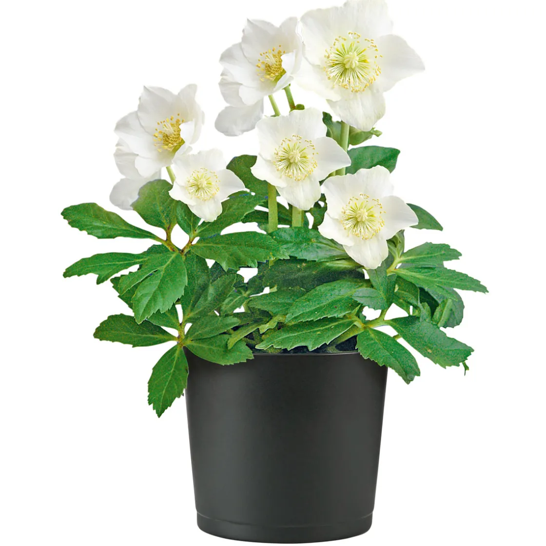 Christrose Christmas Carol Top Durchmesser 12 cm ^ Plantiflor Online