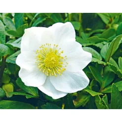 Christrose Christmas Carol Top Durchmesser 12 cm ^ Plantiflor Online