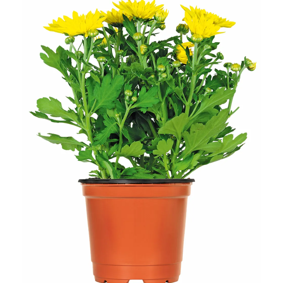 Chrysantheme Eintrieber Topf Durchmesser 10,5 cm ^ Plantiflor Online