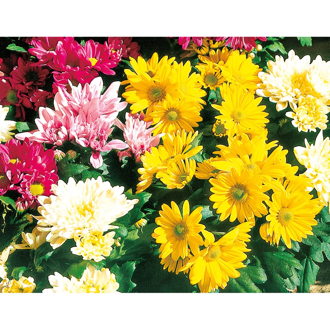 Chrysantheme Eintrieber Topf Durchmesser 10,5 cm ^ Plantiflor Online
