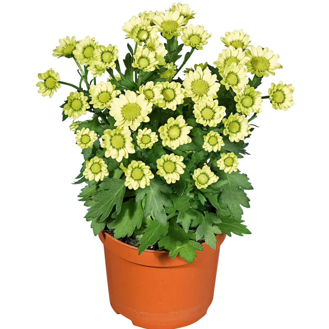 Chrysantheme Eintrieber Topf Durchmesser 10,5 cm ^ Plantiflor Online