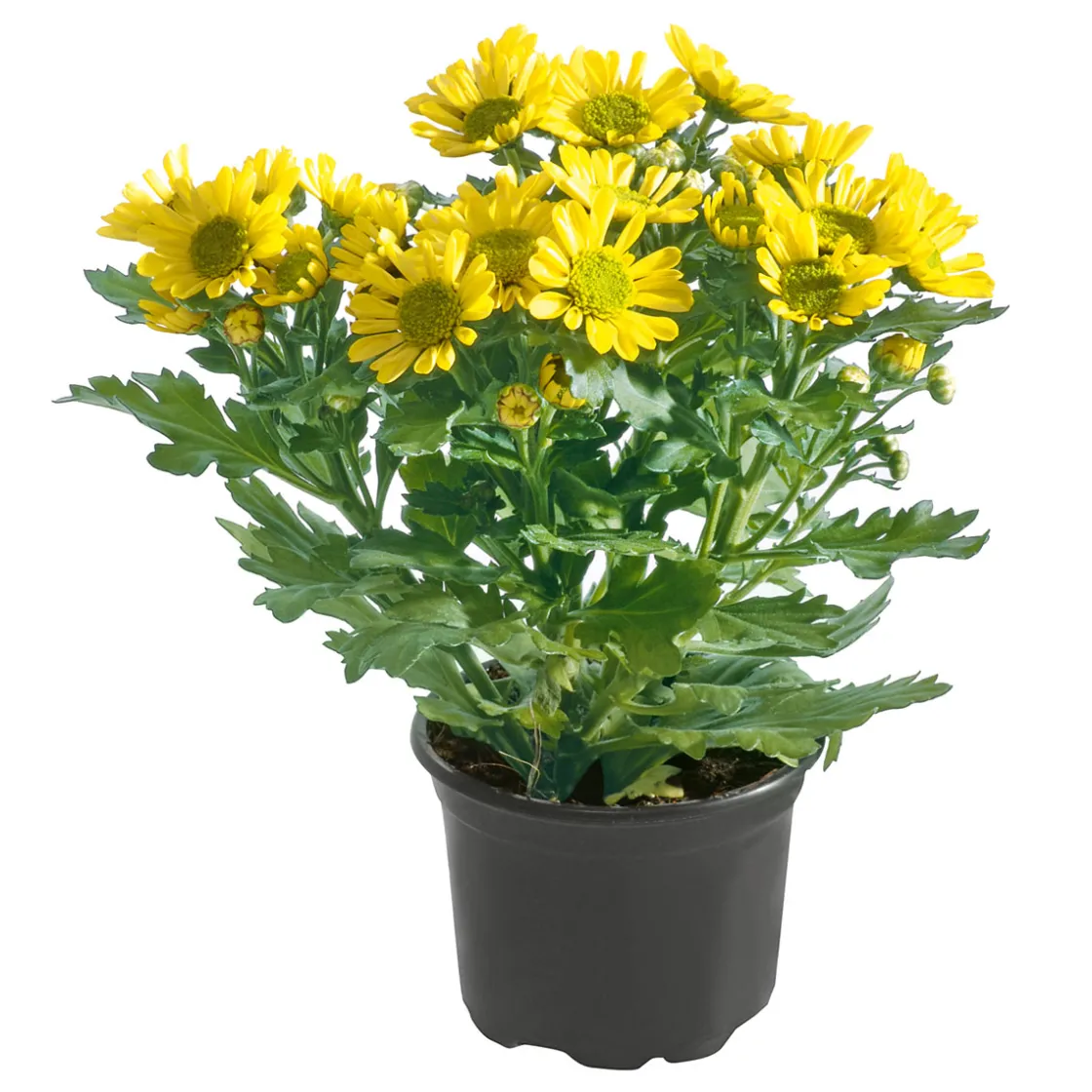 Chrysantheme Eintrieber Topf Durchmesser 10,5 cm ^ Plantiflor Online