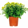 Chrysanthemenbüsche Mix Topf Durchmesser 13 cm ^ Plantiflor Clearance