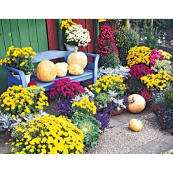 Chrysanthemenbüsche Mix Topf Durchmesser 13 cm ^ Plantiflor Clearance
