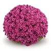 Chrysanthemen-Busch Topf Durchmesser 19 cm ^ Plantiflor Online