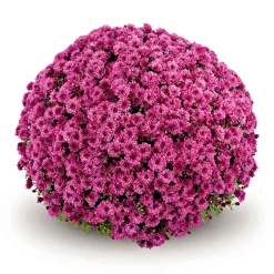 Chrysanthemen-Busch Topf Durchmesser 19 cm ^ Plantiflor Online