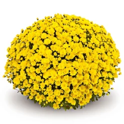 Chrysanthemen-Busch Topf Durchmesser 19 cm ^ Plantiflor Online