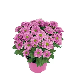 Chrysantheme Swifty Topf- Durchmesser 10,5 cm ^ Plantiflor Best