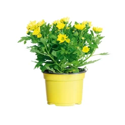 Chrysantheme Swifty Topf- Durchmesser 10,5 cm ^ Plantiflor Best
