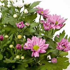 Chrysantheme Swifty Topf- Durchmesser 10,5 cm ^ Plantiflor Best
