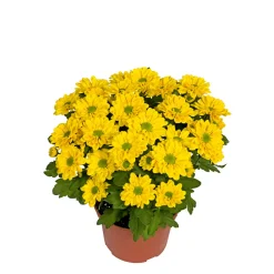 Chrysantheme Swifty Topf- Durchmesser 10,5 cm ^ Plantiflor Best