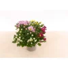 Chrysantheme T13 4 Farben ^ Plantiflor Hot