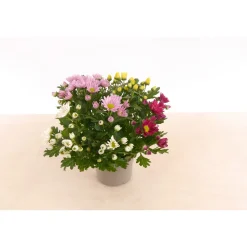 Chrysantheme T13 4 Farben ^ Plantiflor Hot