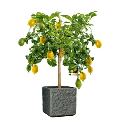 Citrus-Ministamm Topf Durchmesser 20 cm 70-80 cm ^ Plantiflor Sale