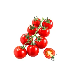 Cocktailtomate plastikfrei Topf Durchmesser 12 cm ^ Plantiflor