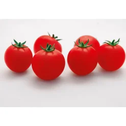Cocktailtomate Supersweet F1 Topf Durchmesser 11 cm ^ Plantiflor Discount