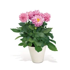 Dahlien verschiedene Farben T 10,5 ^ Plantiflor Best