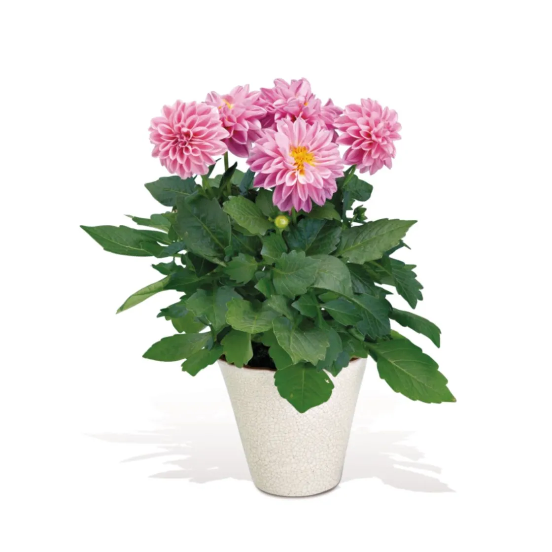 Dahlien verschiedene Farben T 10,5 ^ Plantiflor Best