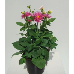 Dahlien verschiedene Farben T 10,5 ^ Plantiflor Best