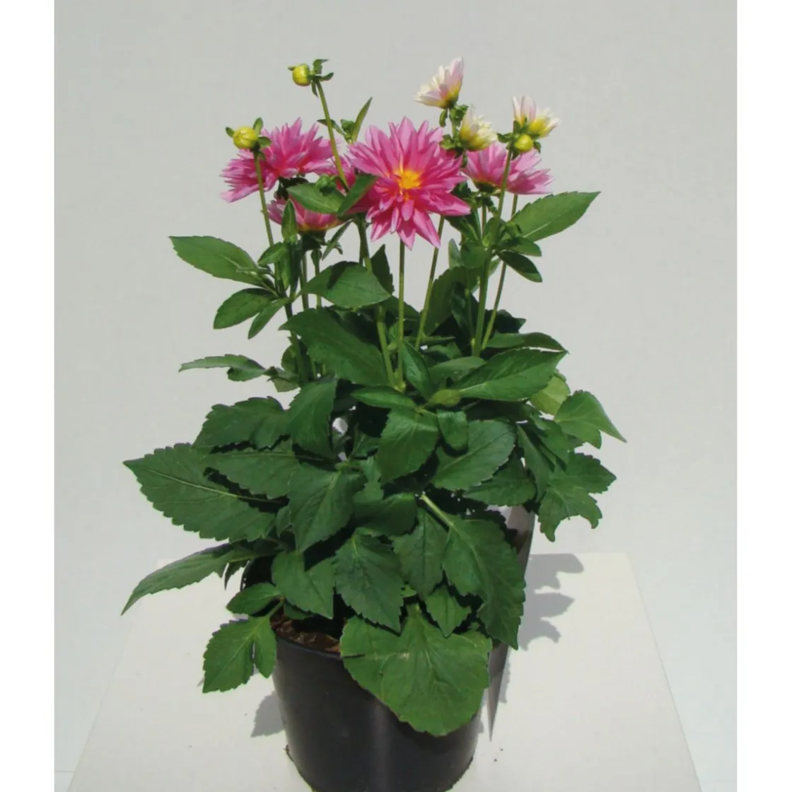 Dahlien verschiedene Farben T 10,5 ^ Plantiflor Best