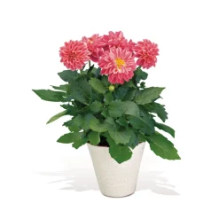 Dahlien verschiedene Farben T 10,5 ^ Plantiflor Best