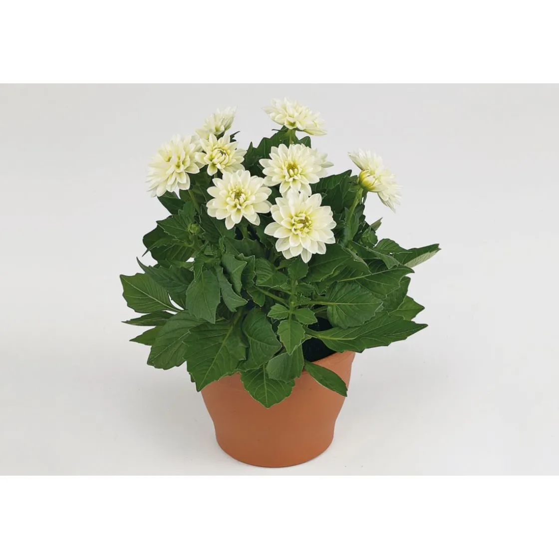 Dahlien verschiedene Farben T 10,5 ^ Plantiflor Best