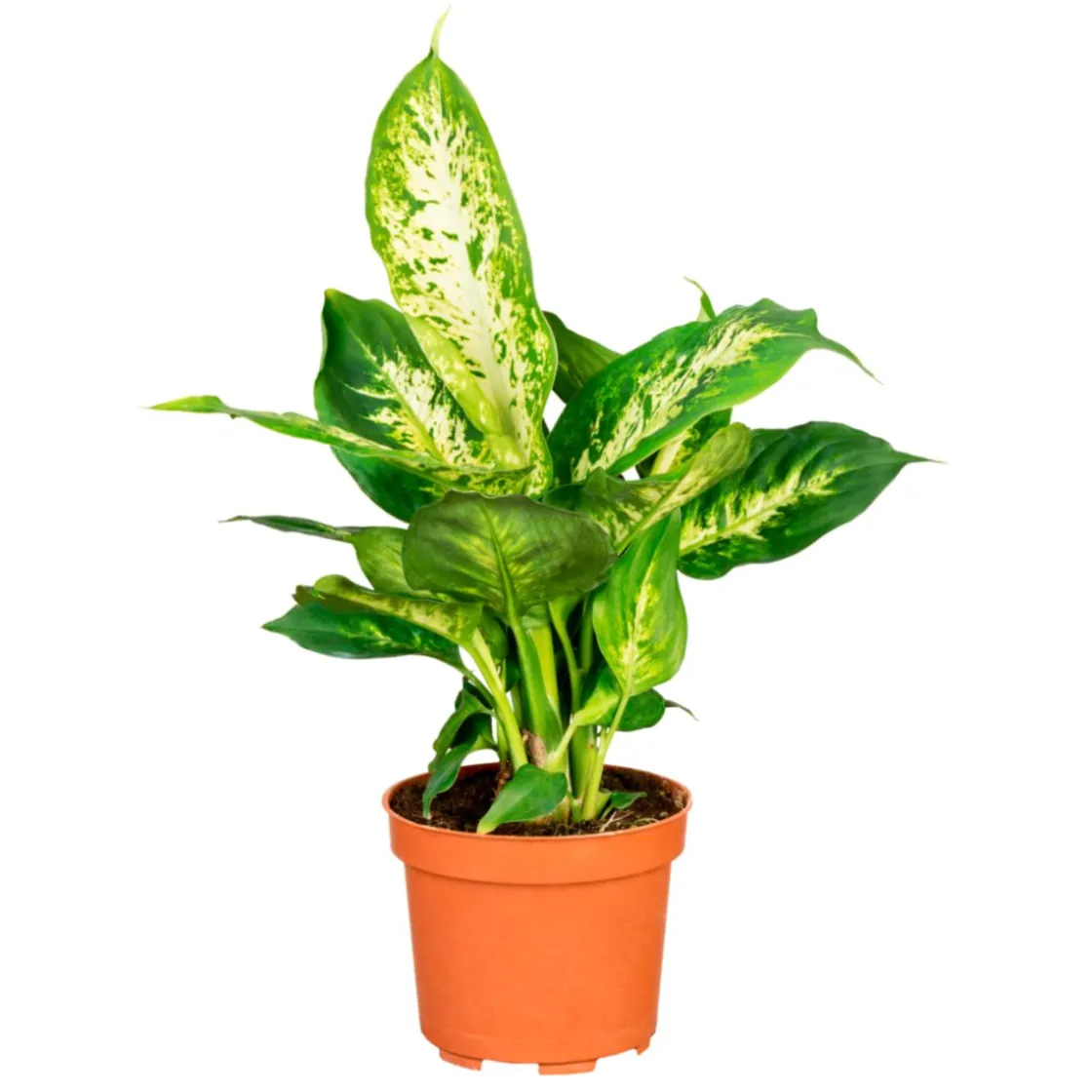 Dieffenbachie Compacta 35 cm T12 ^ Plantiflor Sale