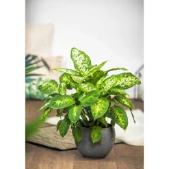 Dieffenbachie Compacta 35 cm T12 ^ Plantiflor Sale
