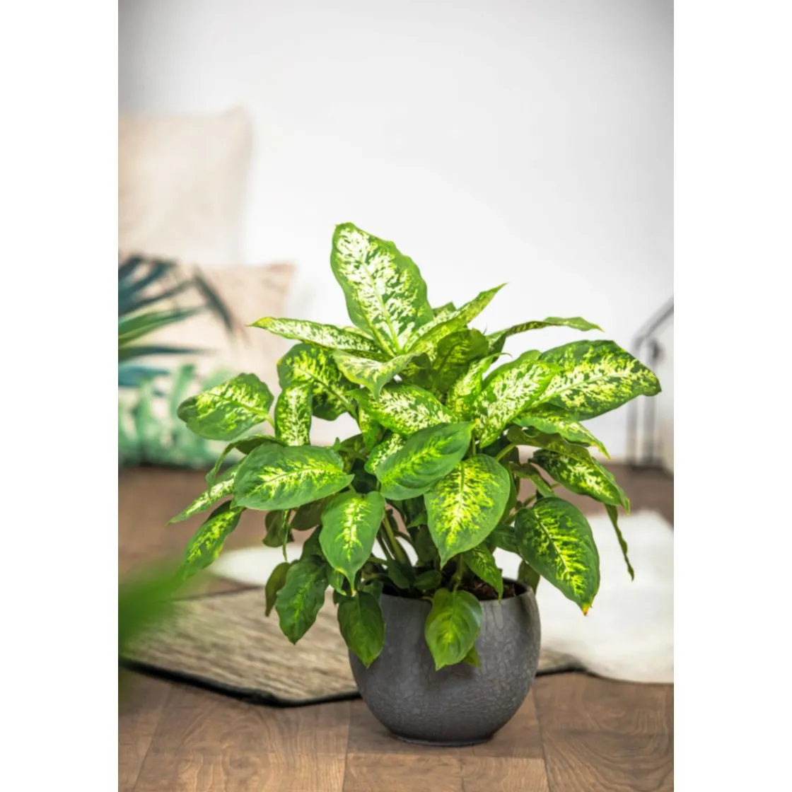 Dieffenbachie Compacta 35 cm T12 ^ Plantiflor Sale