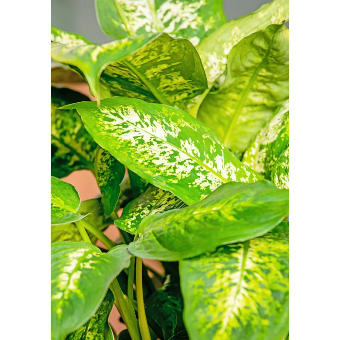 Dieffenbachie Compacta 35 cm T12 ^ Plantiflor Sale
