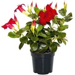 Dipladenie Busch T10,5 verschiedene Farben ^ Plantiflor New