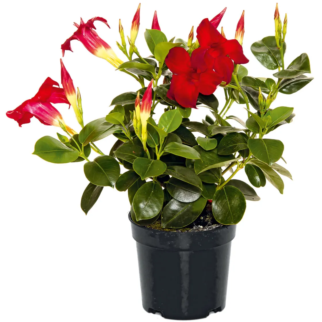 Dipladenie Busch T10,5 verschiedene Farben ^ Plantiflor New