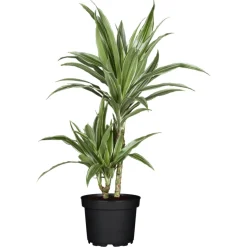 Drachenbaum Dracaena, Topf-Durchmesser 17cm ^ Plantiflor Online