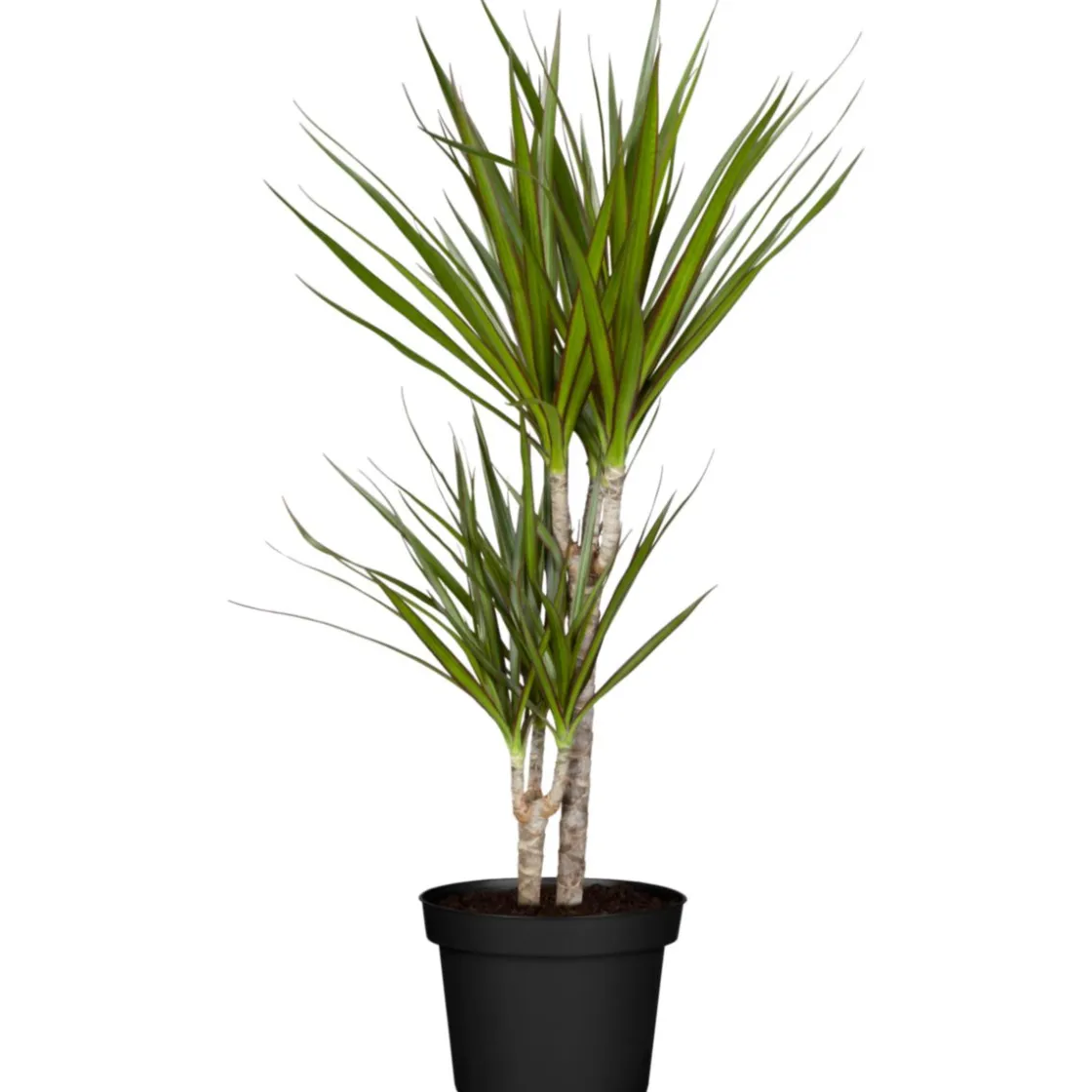 Drachenbaum Dracaena, Topf-Durchmesser 17cm ^ Plantiflor Online
