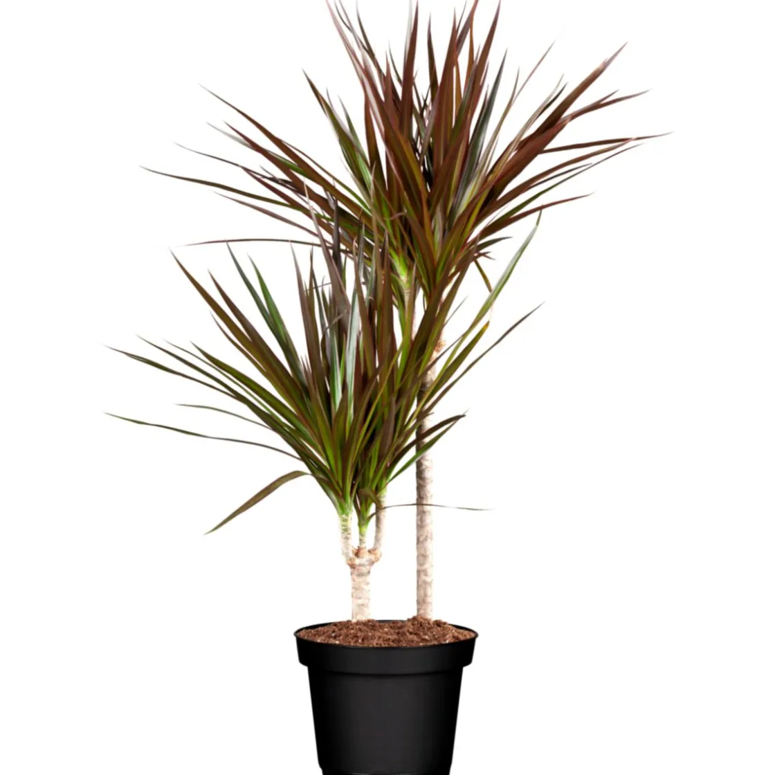 Drachenbaum Dracaena, Topf-Durchmesser 17cm ^ Plantiflor Online
