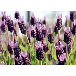 Echter Lavendel 6er-Pack ^ Plantiflor New