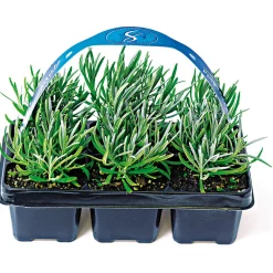 Echter Lavendel 6er-Pack ^ Plantiflor New