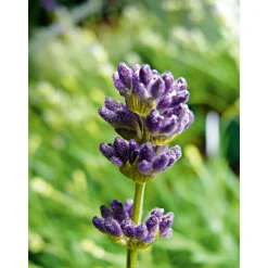Echter Lavendel Topf- Durchmesser 11 cm ^ Plantiflor Sale