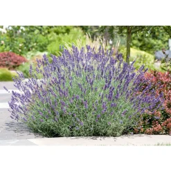 Echter Lavendel Topf- Durchmesser 11 cm ^ Plantiflor Sale
