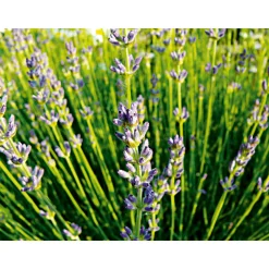 Echter Lavendel Topf- Durchmesser 11 cm ^ Plantiflor Sale
