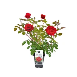 Edel-Duftrose rot Topf 23 cm ^ Plantiflor