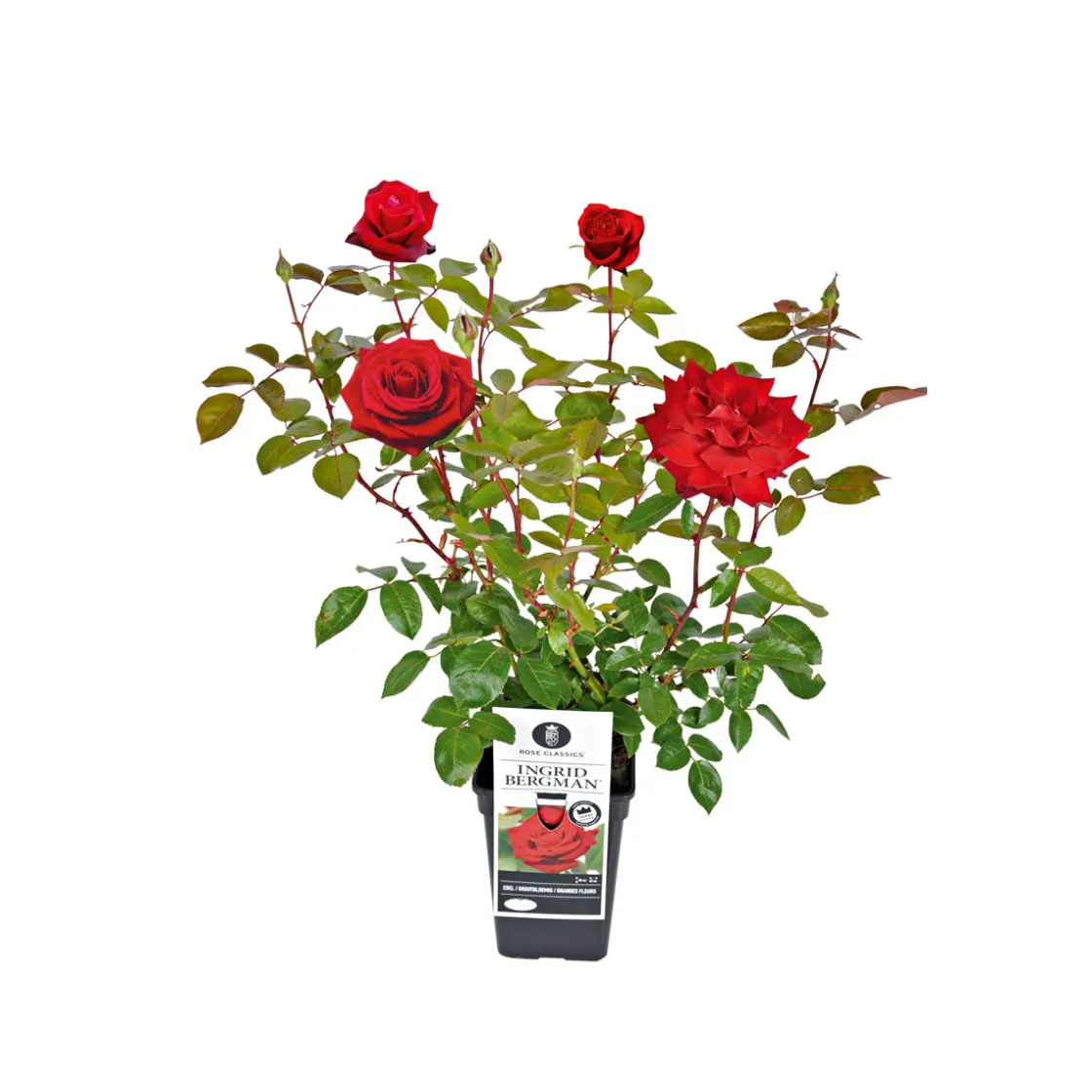 Edel-Duftrose rot Topf 23 cm ^ Plantiflor