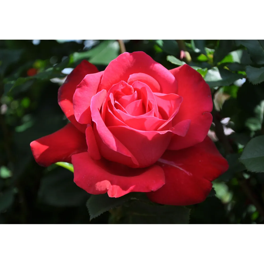 Edel-Duftrose rot Topf 23 cm ^ Plantiflor
