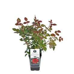 Edel-Duftrose rot Topf 23 cm ^ Plantiflor