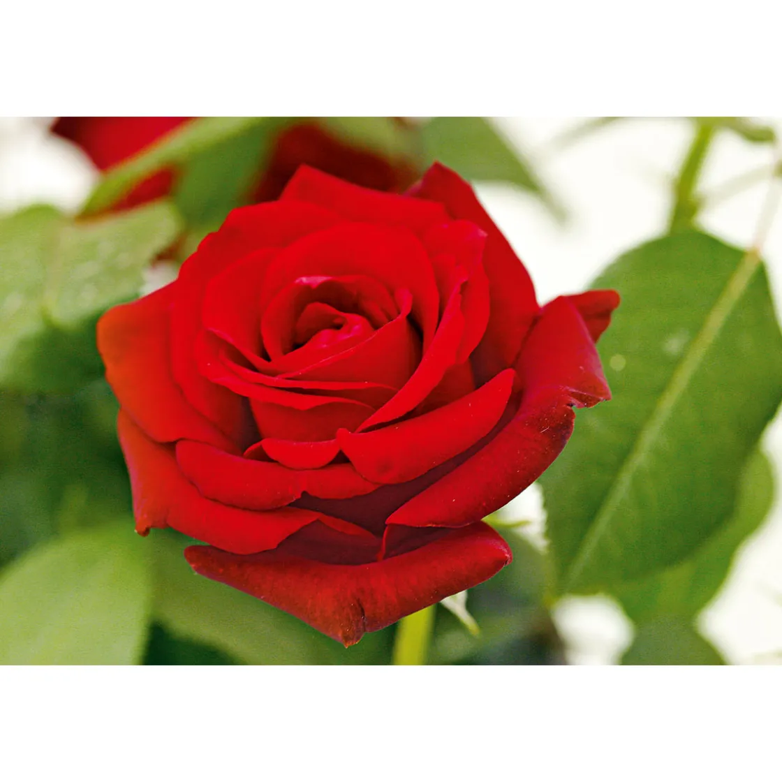 Edel-Duftrose rot Topf 23 cm ^ Plantiflor