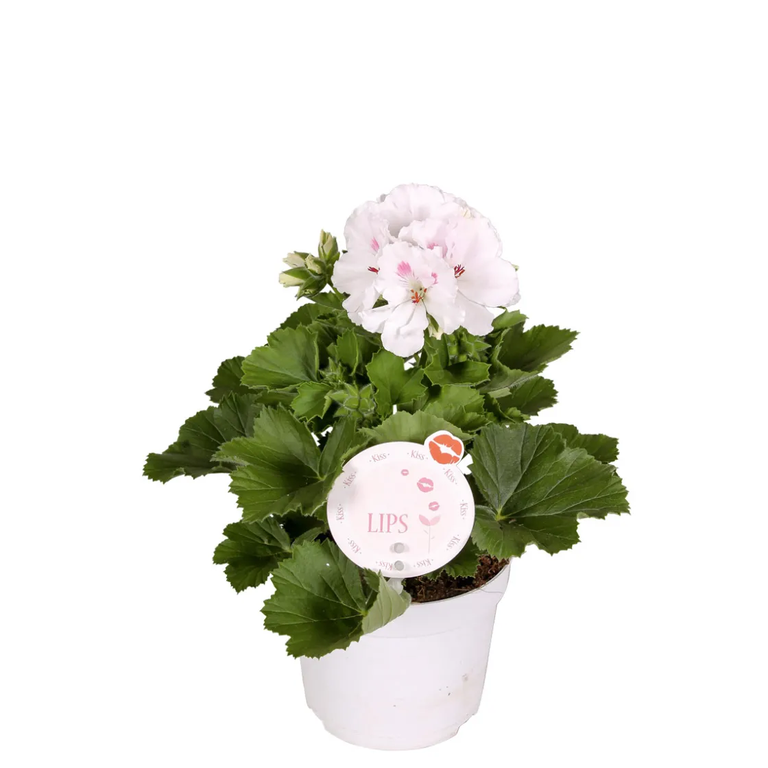 Edelgeranie Topf- Durchmesser 12 cm ^ Plantiflor