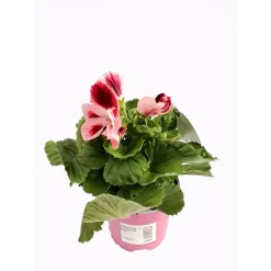 Edelgeranie Topf- Durchmesser 12 cm ^ Plantiflor