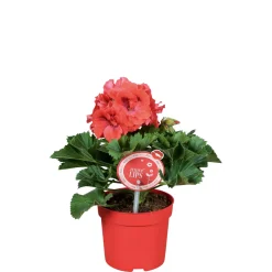 Edelgeranie Topf- Durchmesser 12 cm ^ Plantiflor