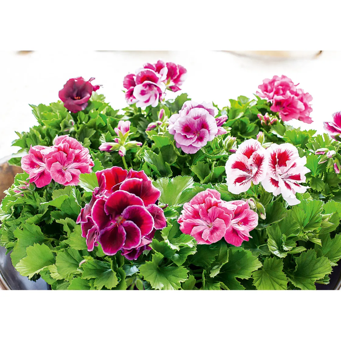 Edelgeranie Topf- Durchmesser 12 cm ^ Plantiflor